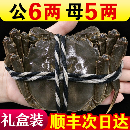 活蟹江苏大闸蟹鲜活全母螃蟹特大河湖公蟹官方旗舰10只礼盒装顺丰
