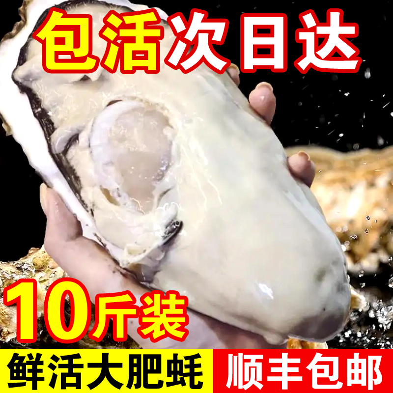 包活鲜活乳山生蚝新鲜牡蛎特大超大肉海蛎子10斤贝类海鲜刺身顺丰