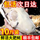 包活鲜活乳山生蚝新鲜牡蛎特大超大肉海蛎子10斤贝类海鲜刺身顺丰