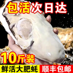 包活鲜活乳山生蚝新鲜牡蛎特大超大肉海蛎子10斤贝类海鲜刺身顺丰