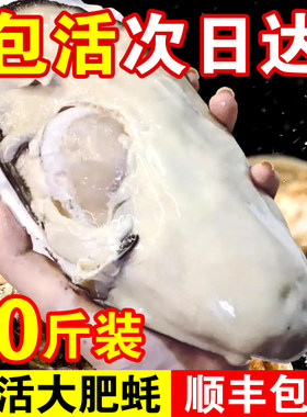 包活鲜活乳山生蚝新鲜牡蛎特大超大肉海蛎子10斤贝类海鲜刺身顺丰