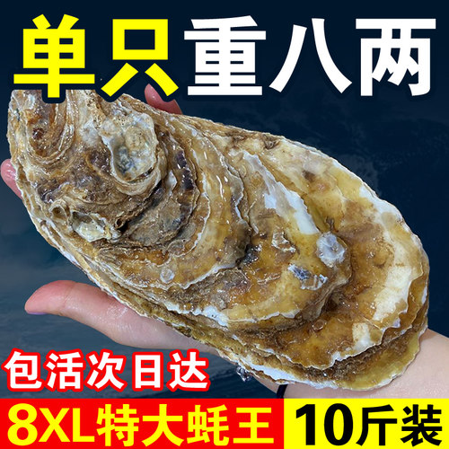 特大蚝王 包肥包活 顺丰次日达