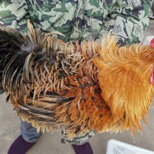 安庆五色翻毛公鸡会打鸣倒毛鸡开叫反毛鸡双冠翻毛公鸡