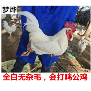 安庆农家散养一年全白公鸡全白母鸡36白鸡细脚土鸡活鸡现货