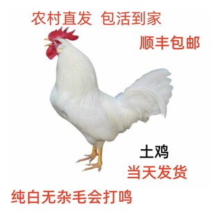 散养纯白无杂毛药引开叫一年土白公鸡活体 笨鸡 柴鸡 安庆36白鸡