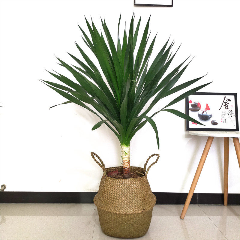 太空铁龙血树植物 室内客厅盆栽绿植 龙铁树净化空气四季常青耐阴