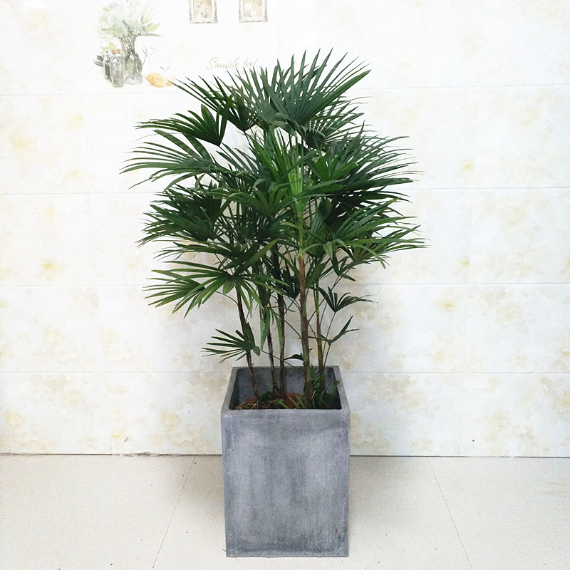 室内绿植棕竹盆栽细叶观音竹