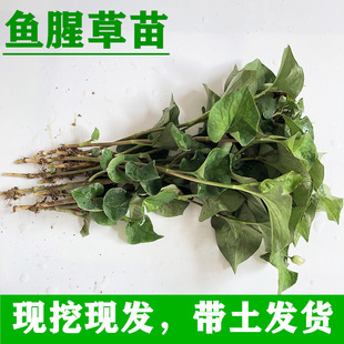 广西玉林正宗本地鱼腥草可食用折耳根种根苗鱼腥草苗种植庭院阳台