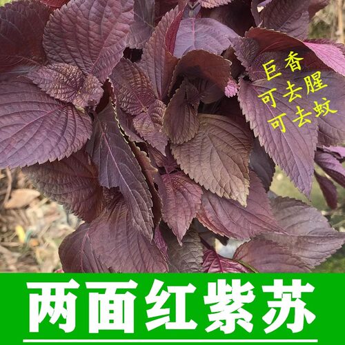 紫苏去腥子籽全紫两面红全红香苏