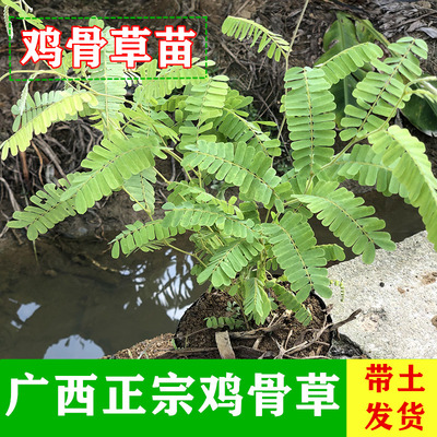 鸡骨草清热解毒药材苗广西菜苗籽