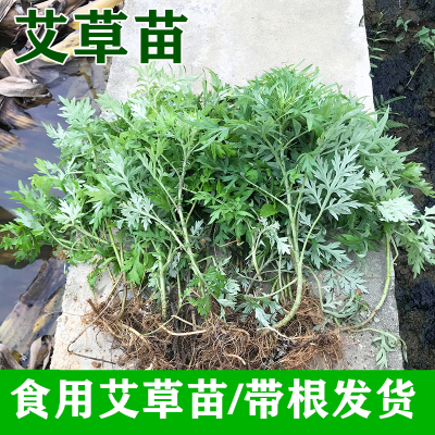 艾草苗食用中药材美观新鲜艾草苗