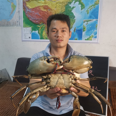 海捕大公蟹青蟹超大特大鲜活包邮