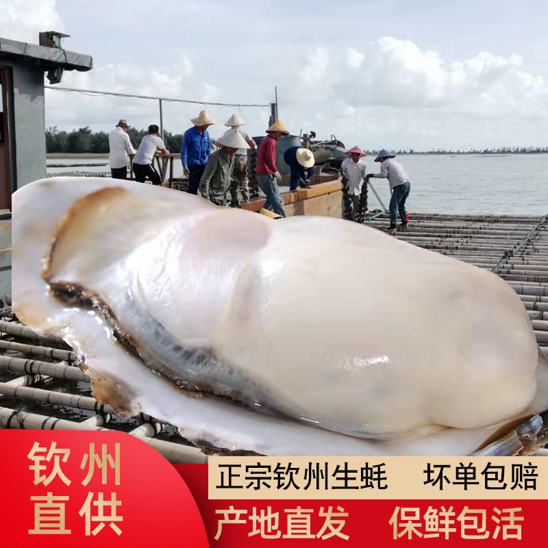广西生蚝鲜活特大钦州品质大蚝非乳山生蚝新鲜带壳顺丰包邮五斤装