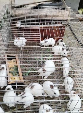 Pet rabbit cage 兔子笼子超大空间兔笼养殖场养殖室内室外不锈钢