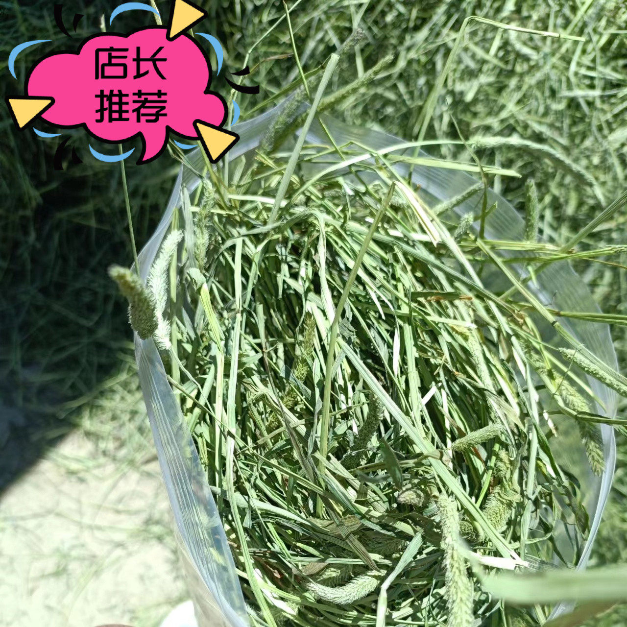 2026新头茬晒干北提摩西草干草兔兔干草龙猫牧草荷兰猪饲料磨牙草