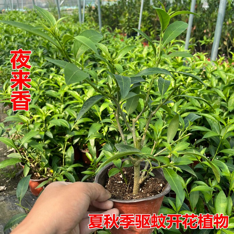 驱蚊植物夜来香树苗盆栽庭院阳台四季常青开花香味浓当年开花老桩