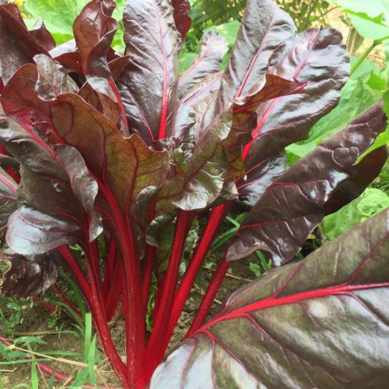 红叶甜菜红梗叶甜菜牛皮菜种子苗四季阳台盆栽庭院