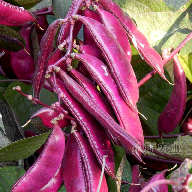 蔬菜眉豆庭院阳台盆栽种子籽包邮