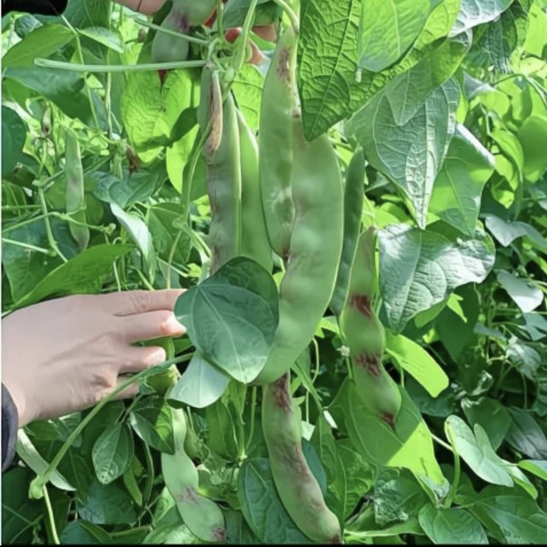 将军一点红油豆种子早熟春季秋季菜豆种籽面豆角大田高产豇豆种孑图片