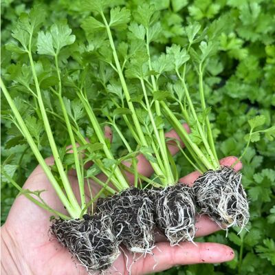 芹菜苗寿光蔬菜苗春季秋季