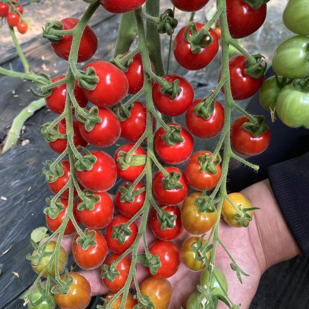 高产早熟盆栽圣女果无限生长