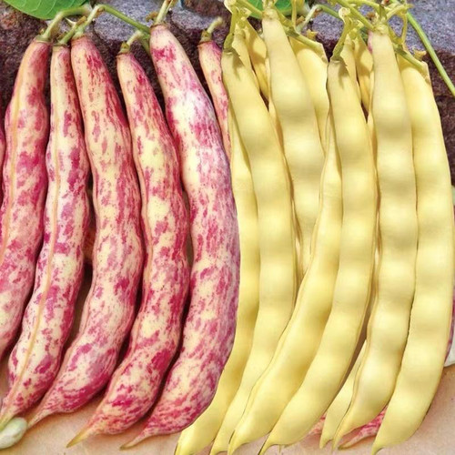 红金钩黄金钩豆角种子油豆角早熟高产油豆架豆芸豆角春秋播抗病