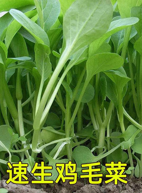 蔬菜种子 翡翠鸡毛菜种子籽叶类蔬菜