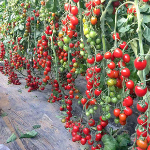 种一棵持续结果采收三个月!!番茄苗植物庭院春季