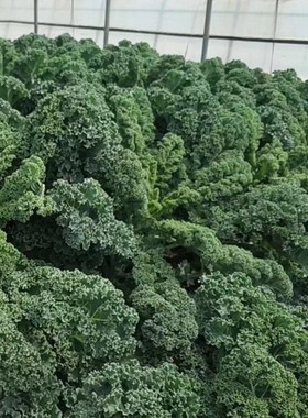 羽衣甘蓝苗绿色羽衣甘蓝紫甘蓝包菜籽蔬菜种子蔬菜苗