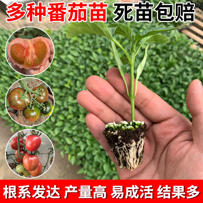 西红柿种种苗圣女茄子黄瓜辣椒