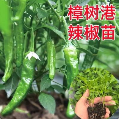 正宗樟树港辣椒苗辣椒秧苗薄皮香辣青椒苗种子特辣