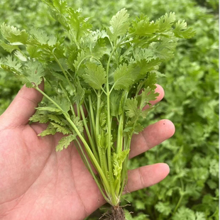香菜籽苗山东四季香菜种子盆栽食用香菜苗蔬菜种子阳台种