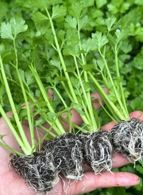 皇后西芹苗水果芹菜苗四季苗寿光土芹菜苗皇后西芹苗盆菜蔬菜种子