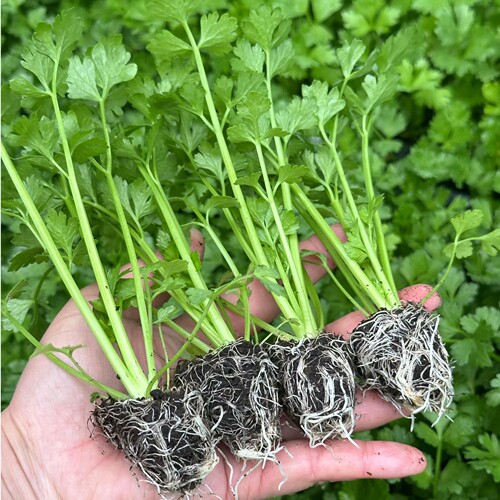 皇后西芹苗水果芹菜苗四季苗寿光土芹菜苗皇后西芹苗盆菜蔬菜种子