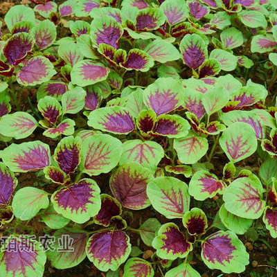 红苋菜种子青菜种子苋菜籽阳台盆栽蔬菜种子四季播包邮