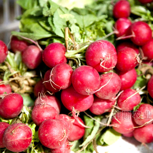 寿光蔬菜种子 樱桃萝卜迷你白皮珍珠水果小萝卜籽阳台盆栽包邮