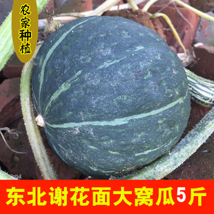 东北窝瓜 谢花面窝瓜老倭瓜农家种植甜面糯绿皮黄肉老品种倭瓜