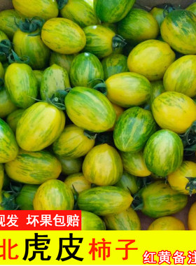 2026年新开园东北皮球柿子自家小园柿子虎皮柿子新鲜小番茄