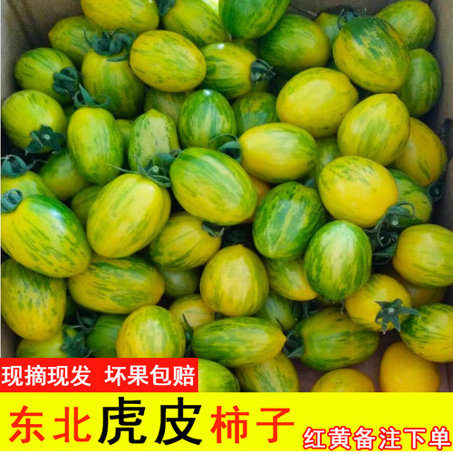 2026年新开园东北皮球柿子自家小园柿子虎皮柿子新鲜小番茄