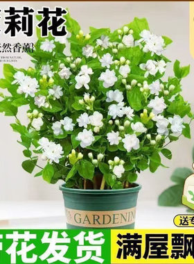 香水茉莉花盆栽带花苞浓香型室内客厅四季开花好养活花卉植物