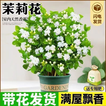 香水茉莉花盆栽带花苞浓香型室内客厅四季开花好养活花卉植物
