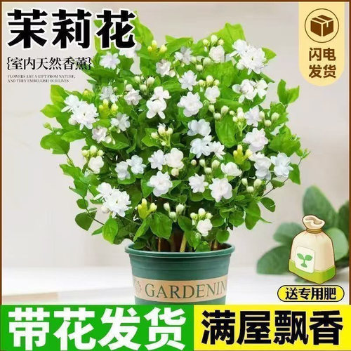 香水茉莉花盆栽带花苞浓香型室内客厅四季开花好养活花卉植物