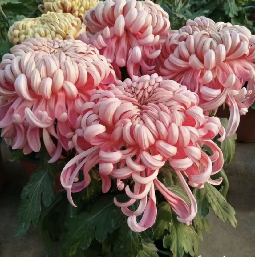 【沉香台】菊花盆栽带花苞发货花菊花类