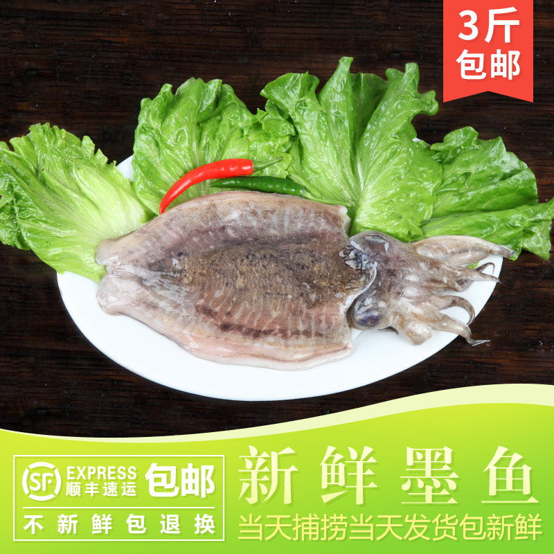 东海大墨鱼 新鲜墨鱼冰冻乌贼鱼目鱼鲜象山特产海鲜水产鲜活500克