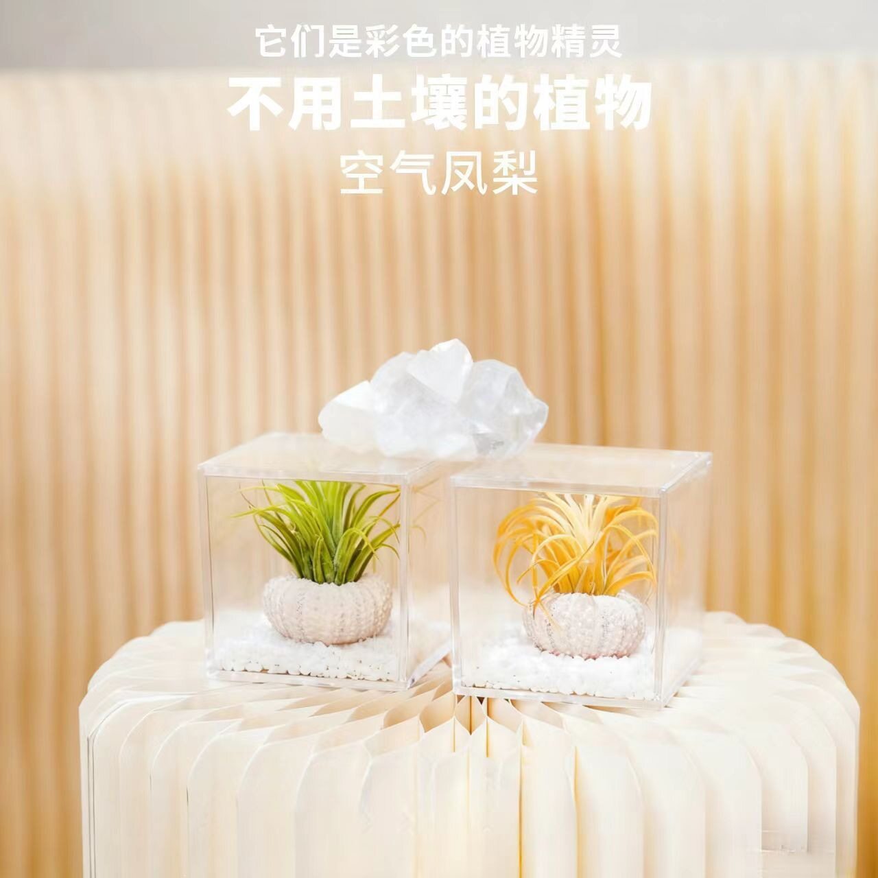 空气凤梨盆栽桌面植物礼盒好养多
