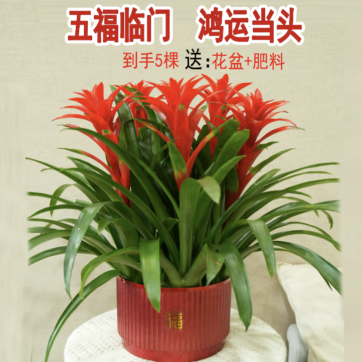 【基地直发】鸿运当头带花盆栽室内客厅前台落地款四季绿植花卉