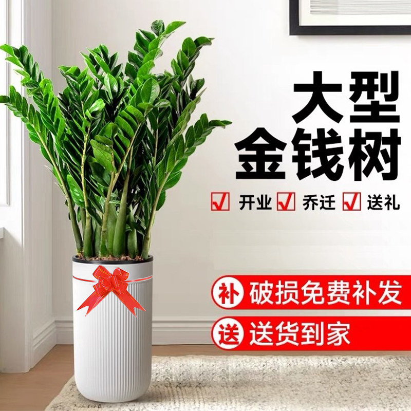 【送货上门】金钱树盆栽花卉植物室内客厅摇树绿植发财树四季好养,鲜花速递/花卉仿真/绿植园艺,大型绿植/成品组合盆栽,淘宝优惠券,粉丝福利购,淘宝优惠卷