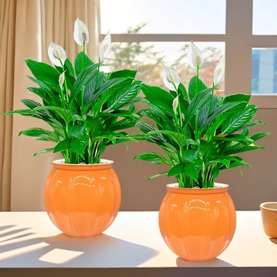 一帆风顺白掌盆栽室内绿植