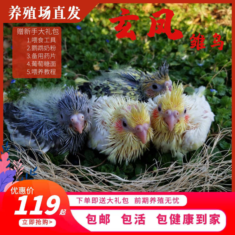 玄凤鹦鹉幼雏鸟黄化珍珠原始灰玄凤手养亲人养殖场直发一对可繁殖