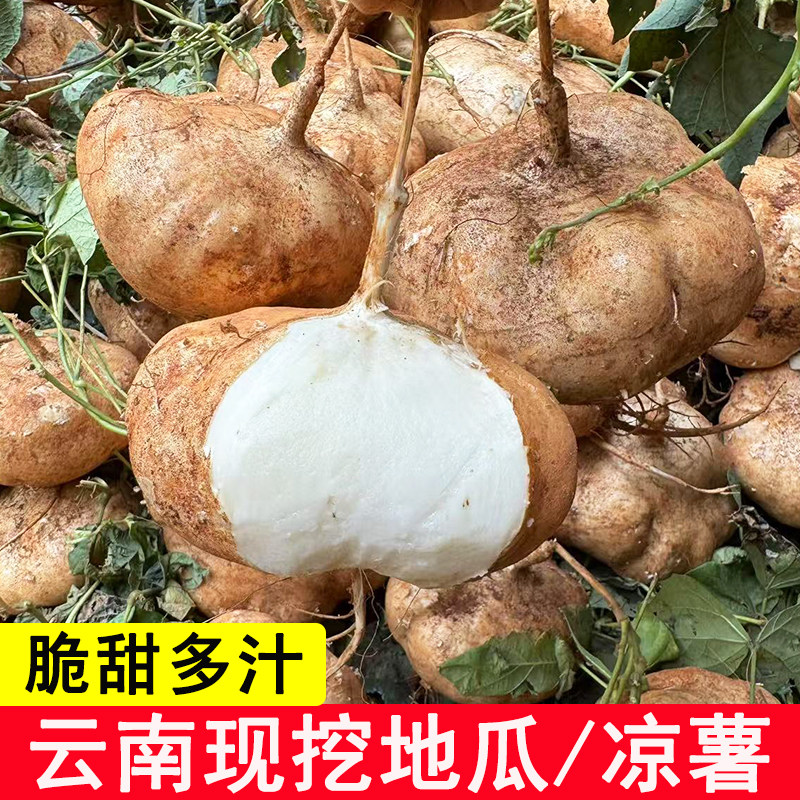 云南新鲜地萝卜白地瓜现挖凉薯白土瓜脆甜多汁地萝卜应季蔬菜水果